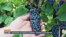 Caldo record e nel pavese già si vendemmia: "Rischiamo di avere meno vino"