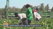Braccianti immigrati, in Puglia tra i campi a 40 gradi sotto il sole