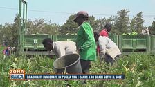 Braccianti immigrati, in Puglia tra i campi a 40 gradi sotto il sole
