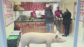 A Padova islamici contro un maiale di plastica in vetrina, "ci offende"