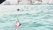 Da sette mesi tra gondole e vaporetti, Venezia adotta il delfino "Mimmo"