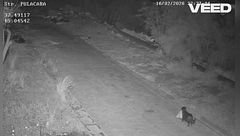 Lascia il sacchetto dell'immondizia per strada, ma il "furbetto" è a 4 zampe