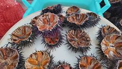 Puglia, tra Savelletri e Torre Canne il triangolo d'oro dei ricci di mare