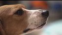 Stop ai test sui beagle usati in laboratorio, "troppo dolore"