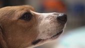 Stop ai test sui beagle usati in laboratorio, "troppo dolore"
