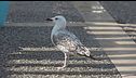 Jonathan Livingston? A Bari il gabbiano Pasquale ha capito tutto