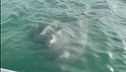 Non solo il delfino Mimmo, a Venezia appare in laguna un pesce luna