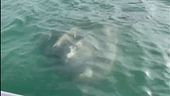 Non solo il delfino Mimmo, a Venezia appare in laguna un pesce luna