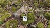 Strage in Abruzzo, 10 lupi avvelenati, allarme bracconaggio