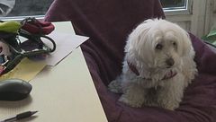 Belle ai servizi educativi, Leo alla cultura e Ares all'ufficio tecnico