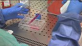 Hantavirus, test negativi e rassicurazioni, "nessuna mutazione"