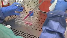Hantavirus, test negativi e rassicurazioni, "nessuna mutazione"