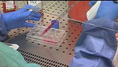 Hantavirus, test negativi e rassicurazioni, "nessuna mutazione"