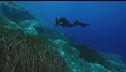 La strage dei subacquei alle Maldive, partono le ricerche