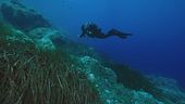 La strage dei subacquei alle Maldive, partono le ricerche