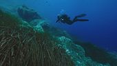 La ricerca disperata dei sub nella grotta, esperti finlandesi in azione