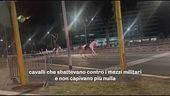 I cavalli imbizzarriti a Roma, la Procura indaga