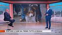 Portare il cane sul treno: tutte le regole