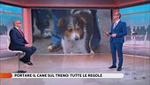 Portare il cane sul treno: tutte le regole