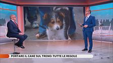 Portare il cane sul treno: tutte le regole