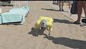 Telecamera, sensori e si chiama Flipper, è il cane bagnino robot