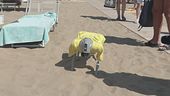Telecamera, sensori e si chiama Flipper, è il cane bagnino robot