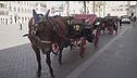 Il cavallo di una botticella stramazza, sole a picco e polemica rovente
