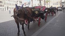 Il cavallo di una botticella stramazza, sole a picco e polemica rovente