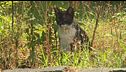 Colonia felina patrimonio da tutelare, primi aiuti ai gatti sforzeschi