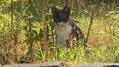 Colonia felina patrimonio da tutelare, primi aiuti ai gatti sforzeschi