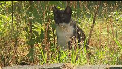 Colonia felina patrimonio da tutelare, primi aiuti ai gatti sforzeschi
