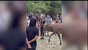 Abruzzo, si avvicinano e cercano di accarezzarlo, un cervo carica i turisti