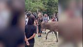 Abruzzo, si avvicinano e cercano di accarezzarlo, un cervo carica i turisti