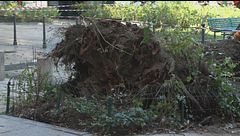 Incuria in periferia ma anche in città, 3 feriti per il crollo di un albero