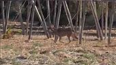 Da Bari al Salento, dopo la Xylella adesso in Puglia è allarme lupi