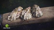 Il programma di allevamento dell'ostrica piatta