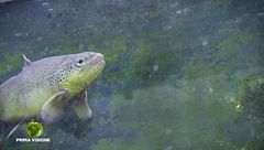 Il pesce carpione