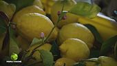 La coltivazione del limone in Costiera Amalfitana