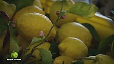 La coltivazione del limone in Costiera Amalfitana