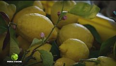 La coltivazione del limone in Costiera Amalfitana