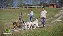 Sanpa Dogs - Un rifugio per due