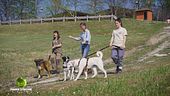 Sanpa Dogs - Un rifugio per due