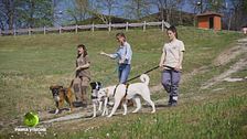 Sanpa Dogs - Un rifugio per due