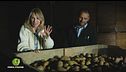 La conservazione delle patate