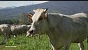 Razze antiche, la vacca piemontese