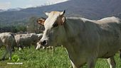 Razze antiche, la vacca piemontese