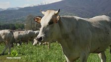 Razze antiche, la vacca piemontese
