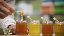 L'importanza dell'apicoltura