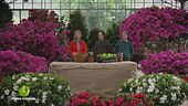 Una pianta straordinaria: l'azalea