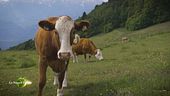 L'allevamento di vacche da latte
